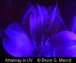 EPOW Ecology Picture of the Week -- Peruvian Lily in Ultraviolet Light